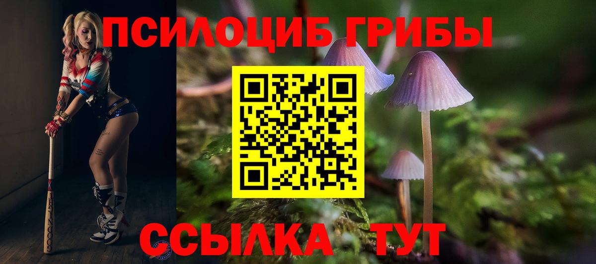 где купить наркотик  Великий Устюг  Галлюциногенные грибы Psilocybe 